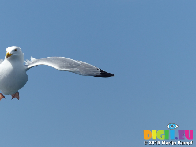 FZ015907 Herring Gull (Larus argentatus) [Seagull] half in flight